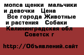 мопса щенки -мальчики и девочки › Цена ­ 25 000 - Все города Животные и растения » Собаки   . Калининградская обл.,Советск г.